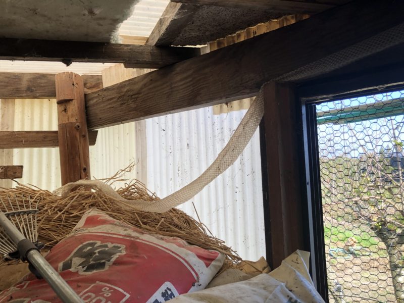 蛇の抜け殻 ベルハウジング