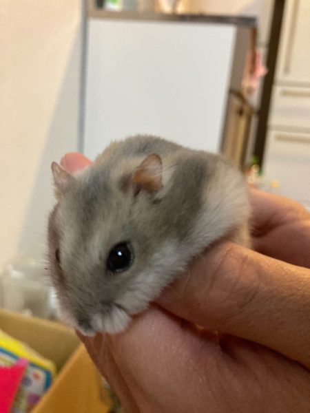 うちのハムスター ベルハウジング