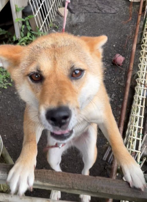 夏の犬は獣のにおい ベルハウジング
